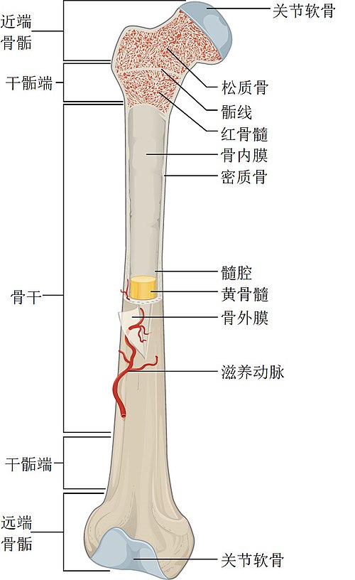 长骨的结构