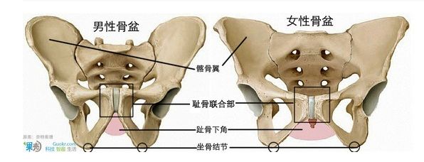 男性盆骨-----女性盆骨